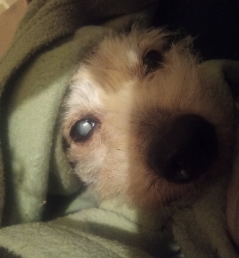A small dog looks up at the camera with big eyes, snuggled in a green blanket.