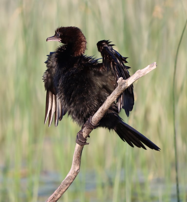cormoran bird with wt wings