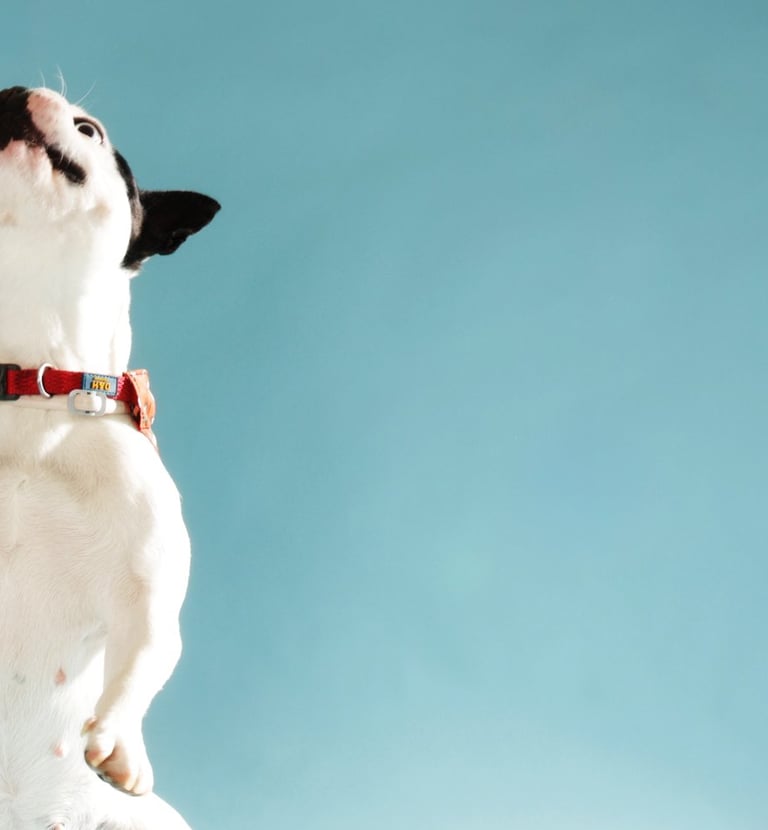 a dog jumping up into the air with a frisbee in the air