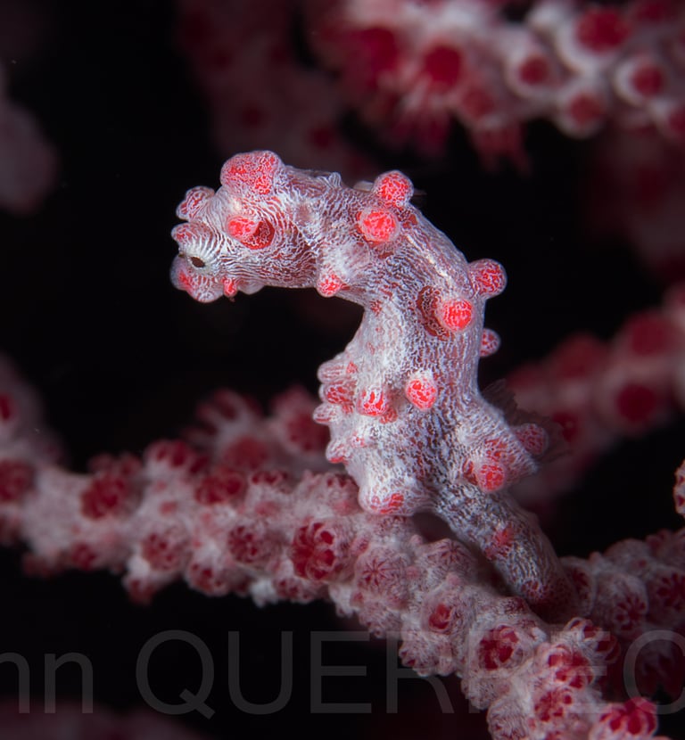 Hippocampe pygmée - PHILLIPINES