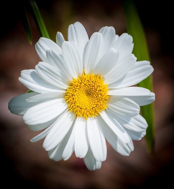 White daisy flower