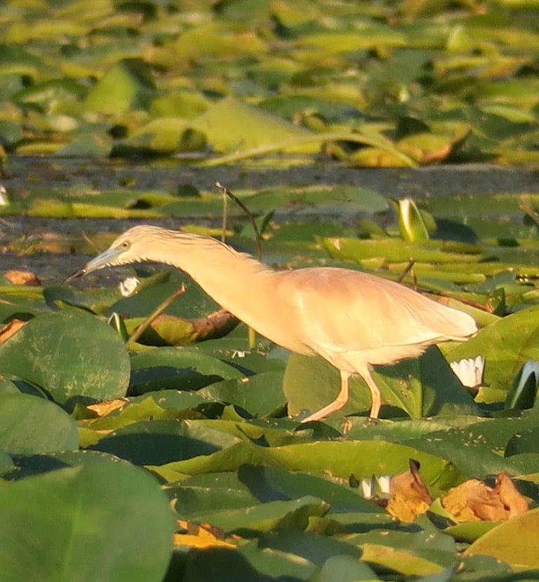 squacco heron hunting on lake