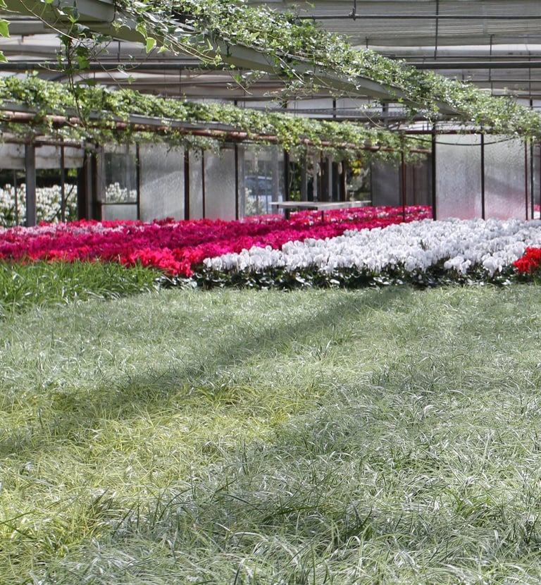 plantes pour la toussaint