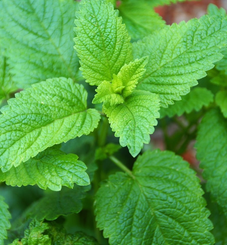 La plante, la Mélisse