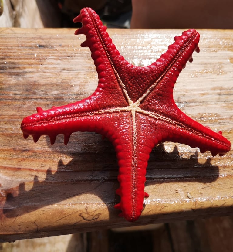 Unterwasserwelt in Pangani und Sansibar – bunte Korallen und ein leuchtende Seesterne.