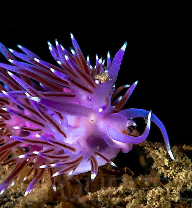 Flabelline mauve - Etel - FRANCE