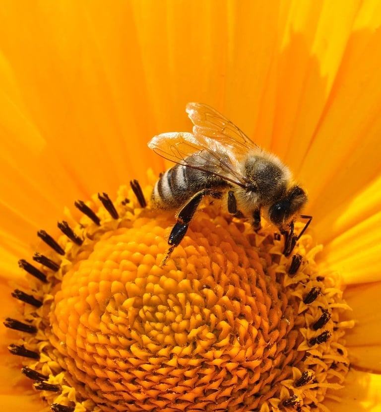 une abeille sur une fleur jaune