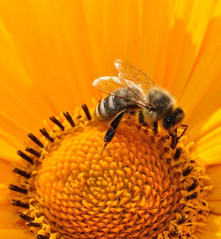 une abeille sur une fleur jaune