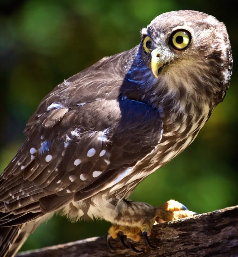 a owl perched on a branch of a tree