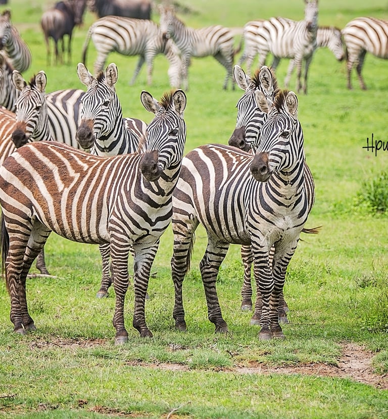 Zebraherden im Ngorongoro-Krater – Afrikas wildes Farbenspiel.