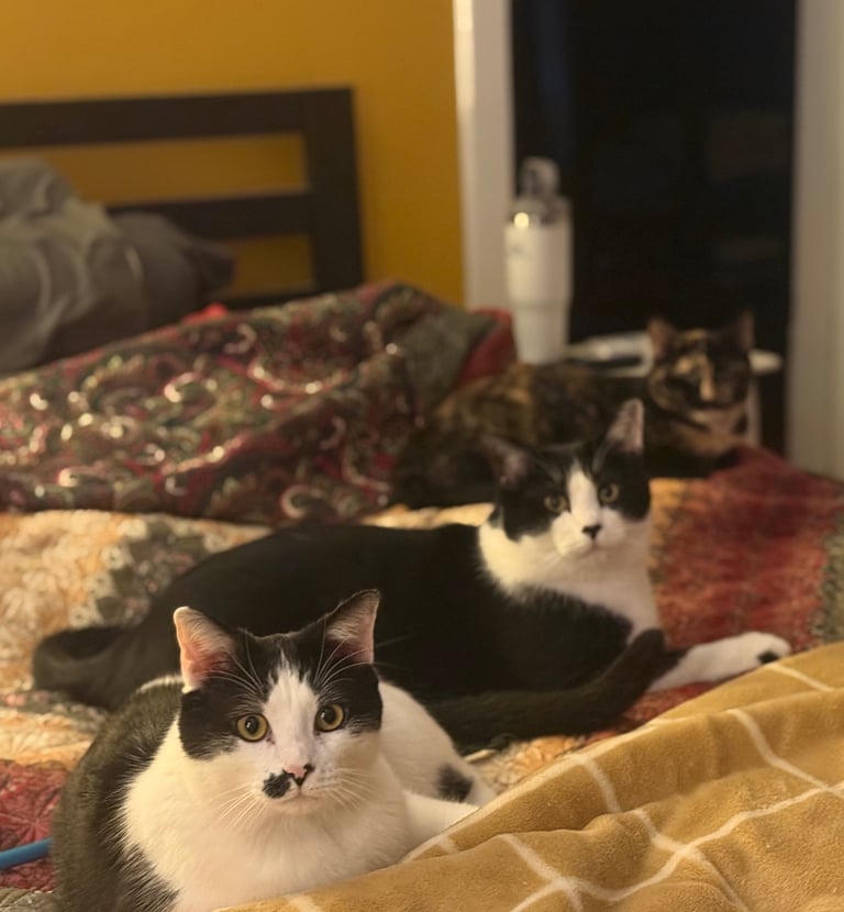 Three cats on bed