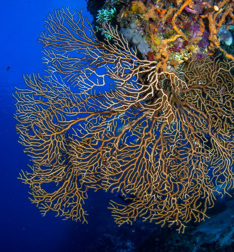 Cozumel - MEXIQUE