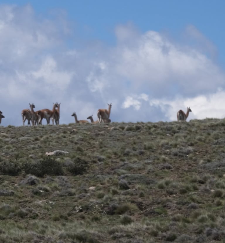 Guanaco, Patagonia Wildlife