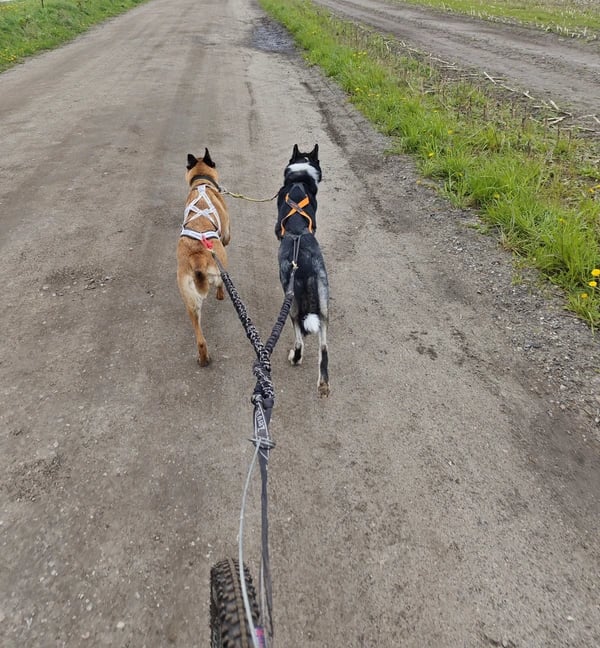 Zwei Hunde gemeinsam beim Zughundesport. Training für Leinenführigkeit und Sozialverhalten