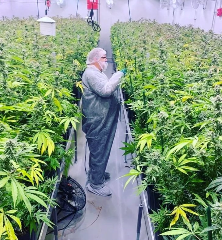 David Johnson in a commercial cannabis garden