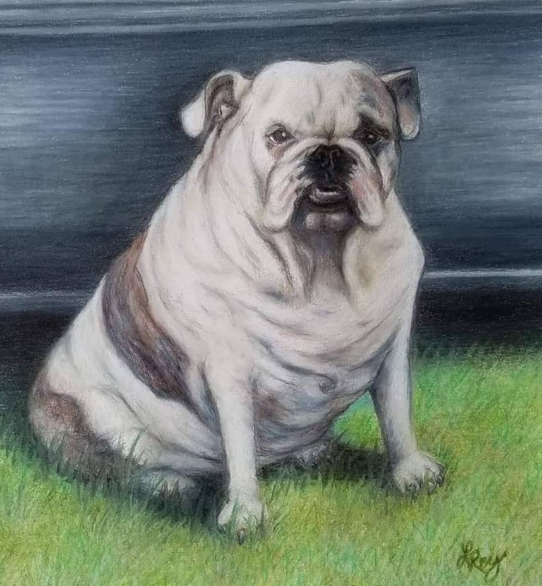 Bulldog, colored pencil on 9x12 paper, Laura Roy artist, 2017