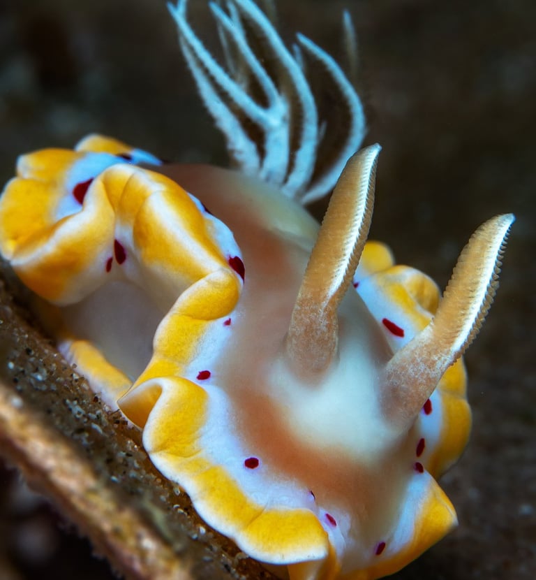 Doris ensanglantée - Ardeadoris cruenta - Anilao - PHILIPPINES
