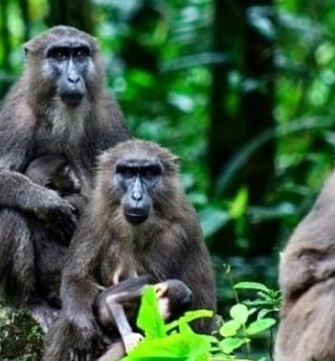 Sulawesi monkey