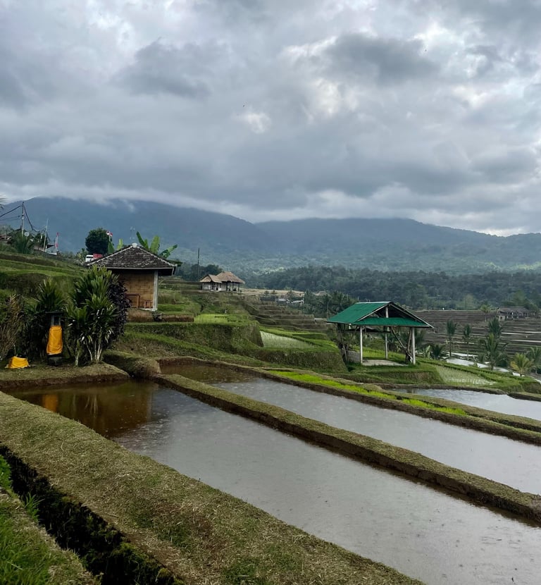 tarasy ryżowe na Bali