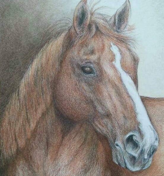 Untitled Horse, colored pencil on 9x12 paper, Laura Roy artist, 2015