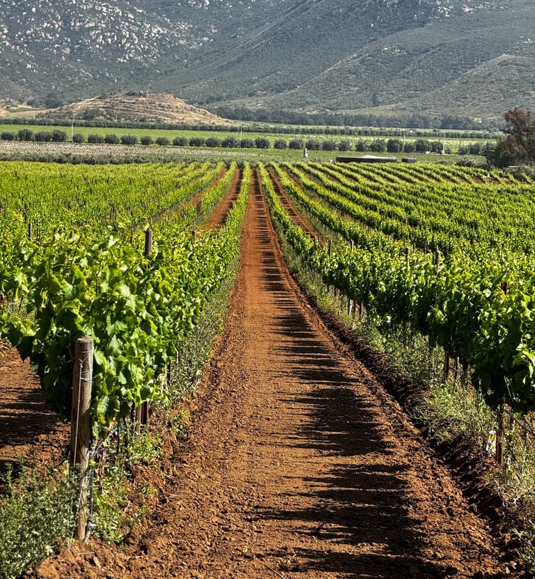 KWRYO, Viñedo el Cielo en Baja California Norte