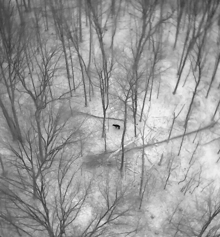 Aerial thermal drone image of a deer walking through a snowy winter forest with bare trees.