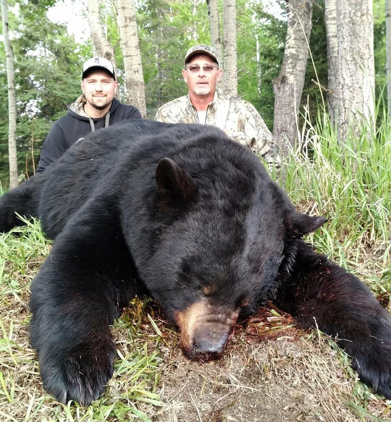 Saskatchewan black bear hunts - 500 lb black bear with hunter and guide