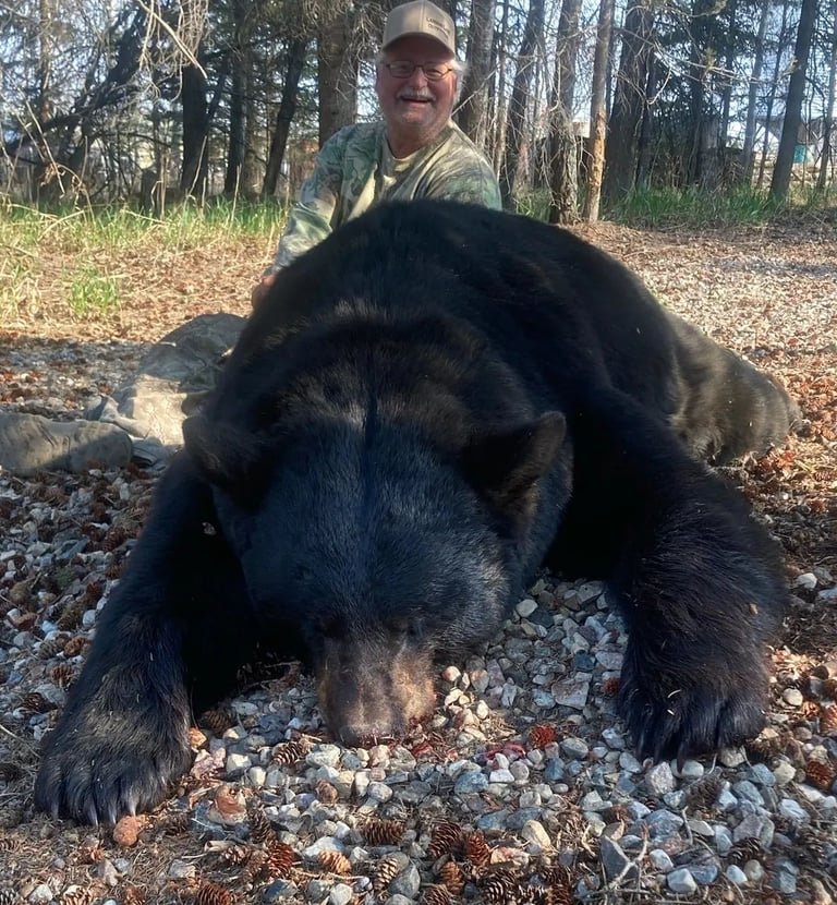 Saskatchewan black bear hunts - giant saskatchewan black bear with hunter