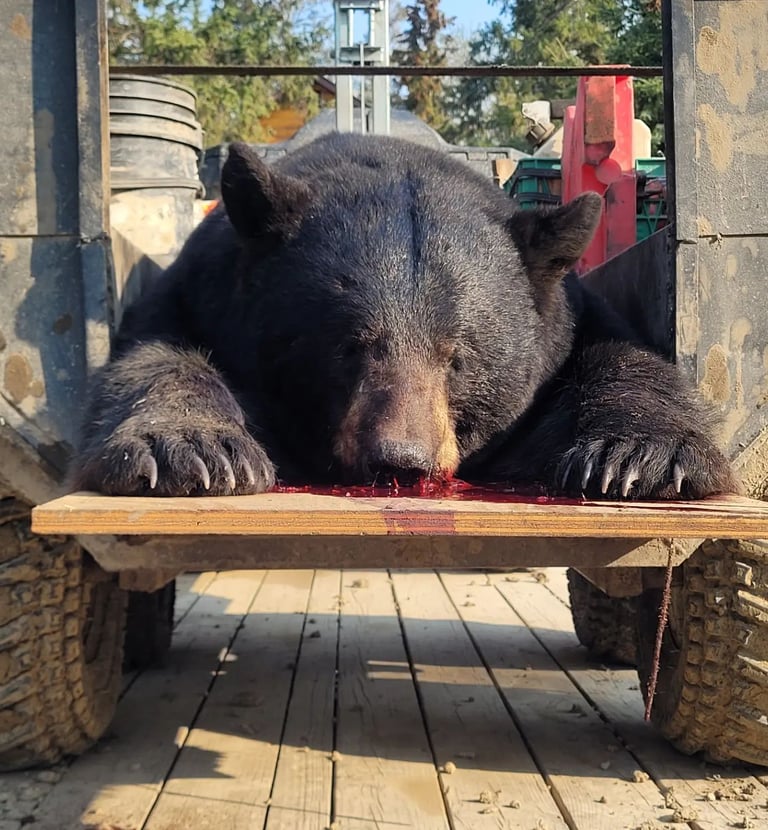 Saskatchewan black bear hunts - giant black bear