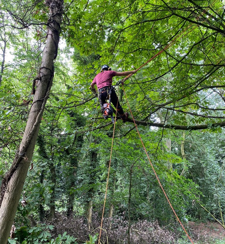 Aerial pruning