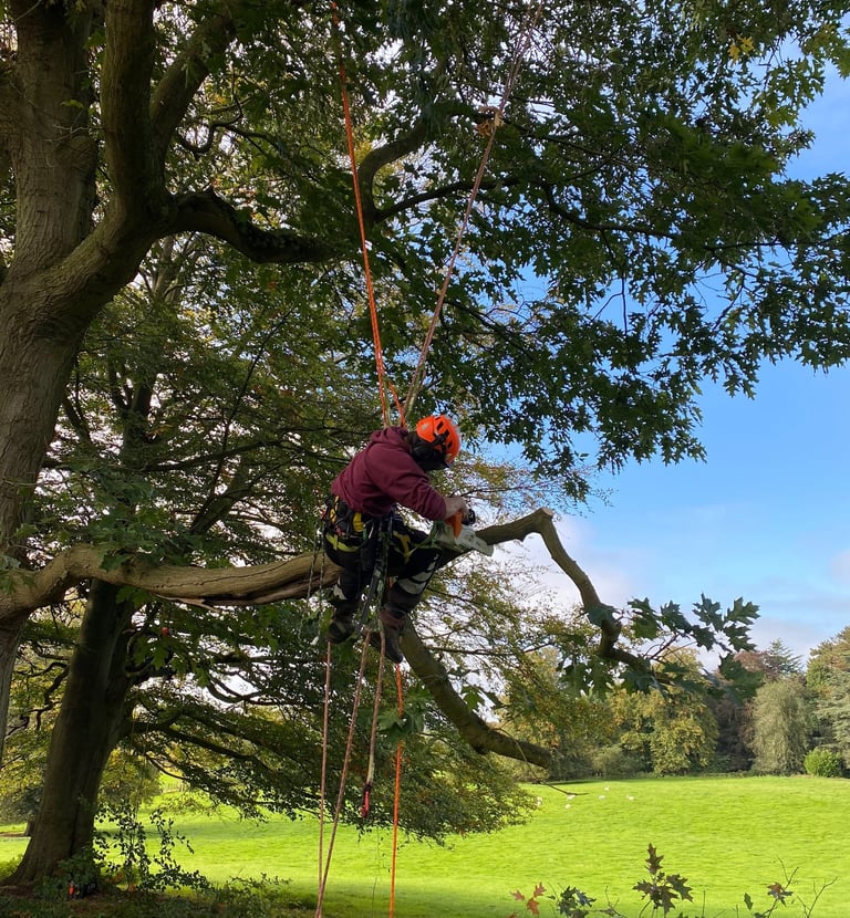 Chainsaw from rope and harness