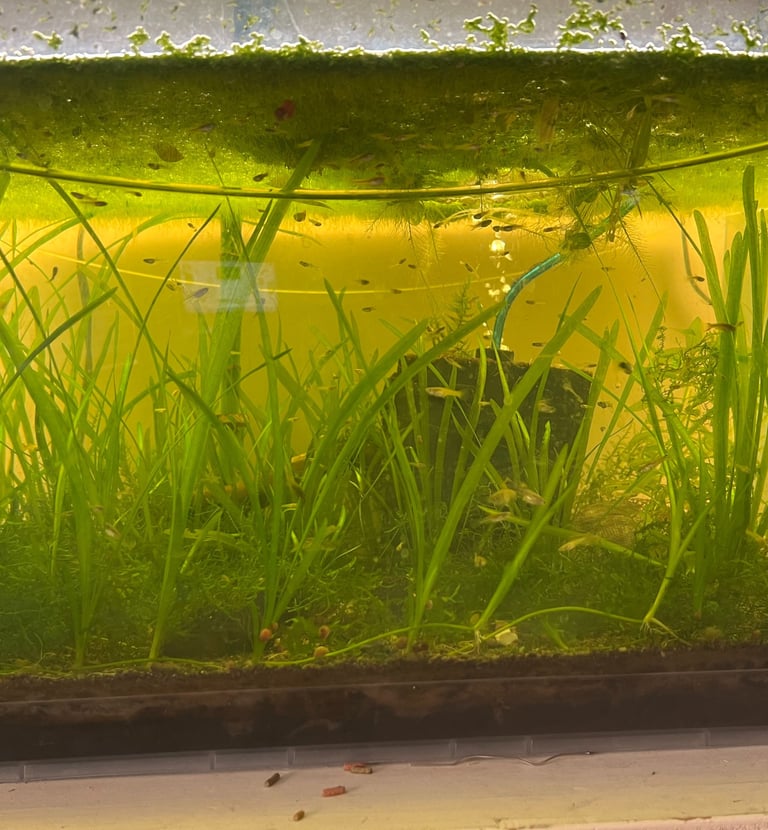 fish guppy planted aquarium