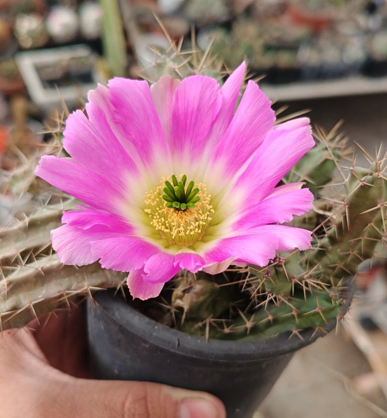 a person holding a small potted cactus plant named echinocereus pentalophus flowering 