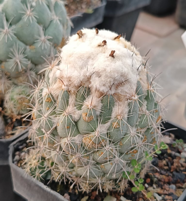 corypantha calipensis big specimen cactus rare plant in pot
