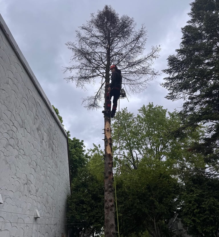 Arborist performing professional tree removal while secured in a tree in West Island