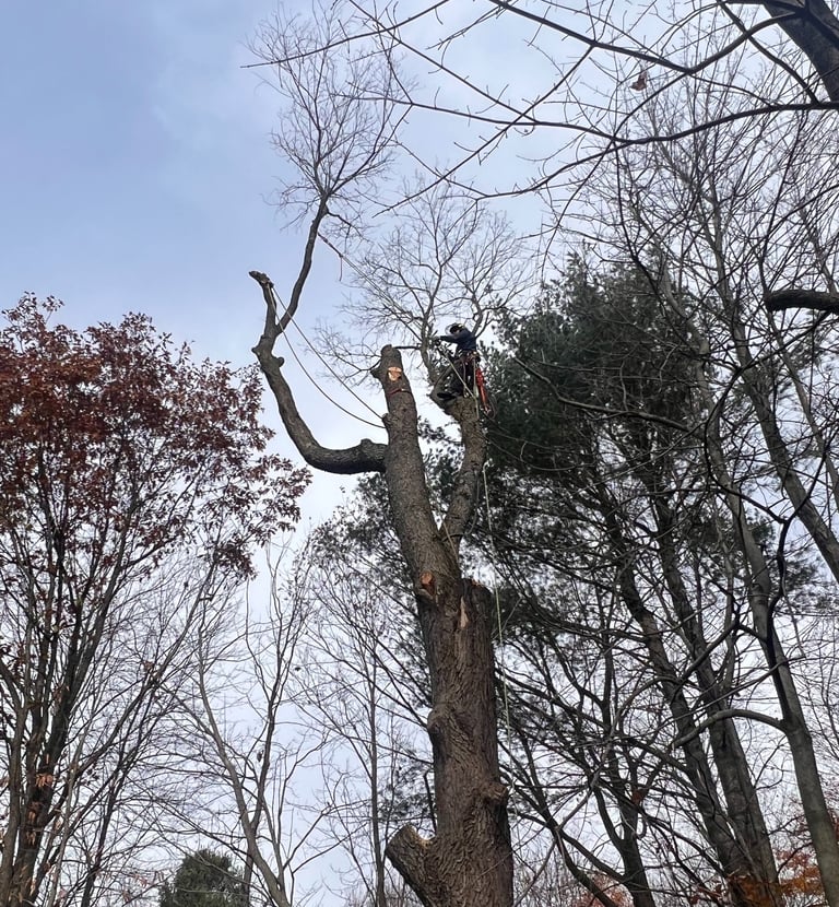 Certified arborist cutting branches during tree removal in Saint-Lazare