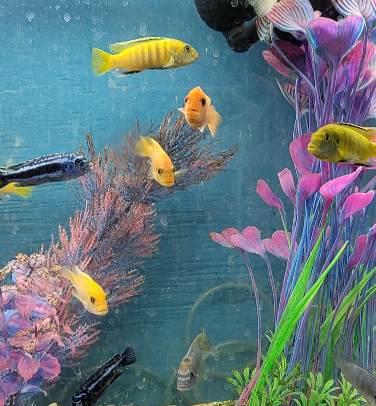 African Cichlids - Pet Den