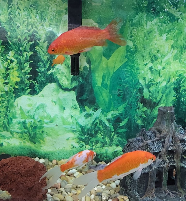 Pond Comets - Pet Den