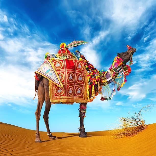 a camell with a decorated camel in the desert