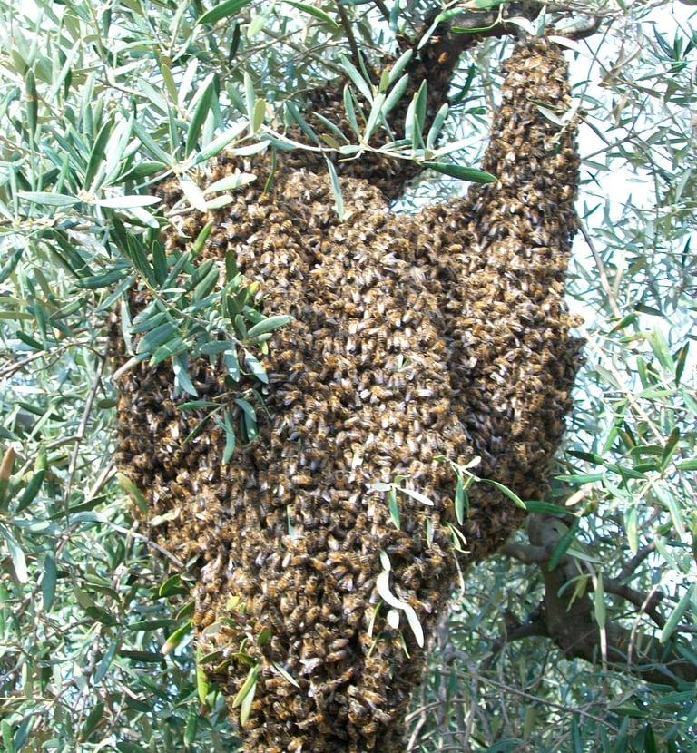 essaim abeilles Luberon