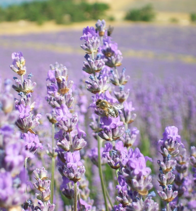 Lavandes en fleurs Ventoux Luberon