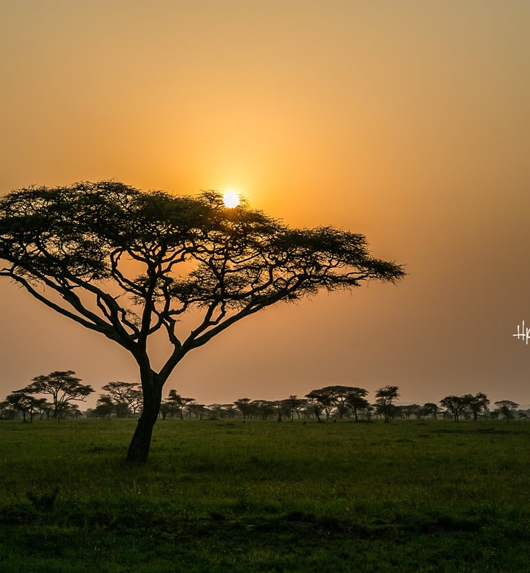 Magischer Sonnenuntergang über den Akazien der Serengeti – Afrikas Wildnis pur.