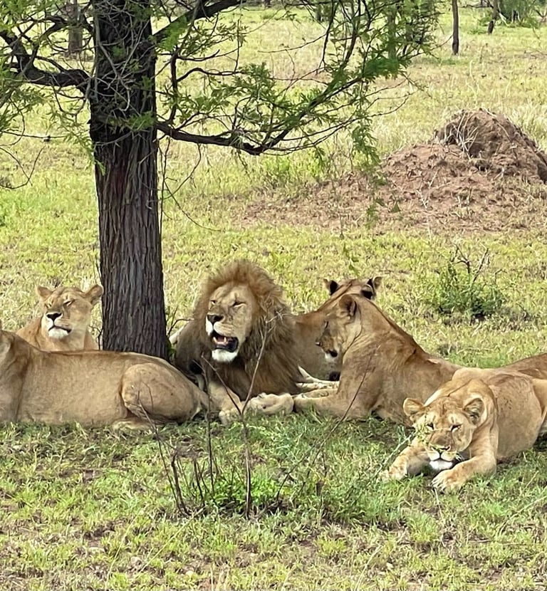 Serengeti – wo die Kulisse des „Königs der Löwen“ lebendig wird.