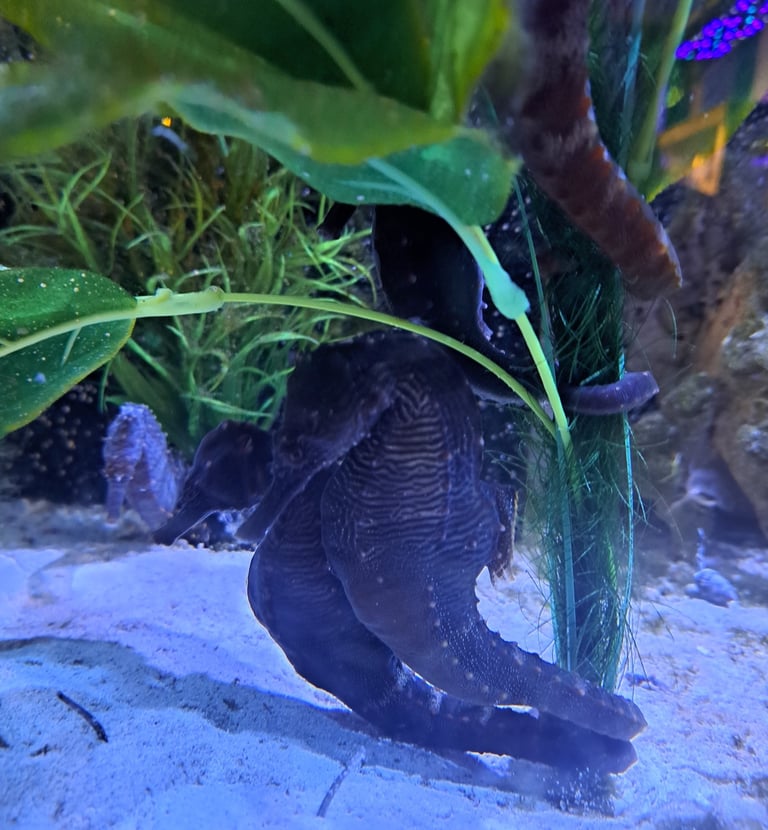 SEahorse pair