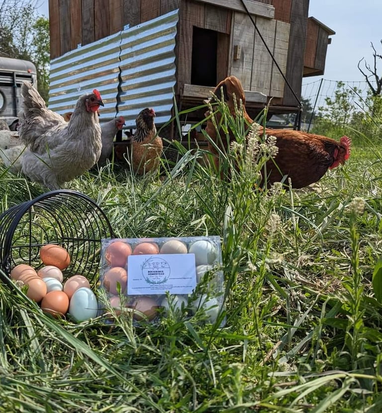 egg in basket in grass with chicken and coop in back ground