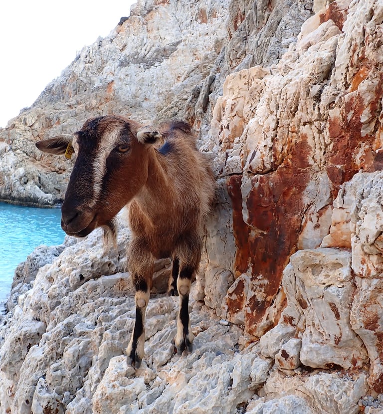 a goat standing on a rocky cliff face