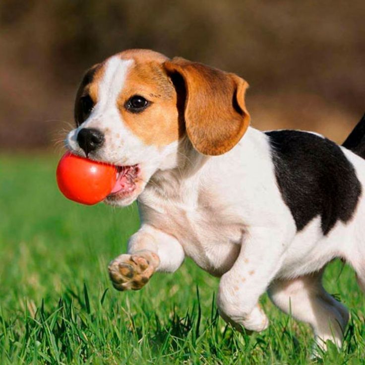 a dog is running with a ball in its mouth