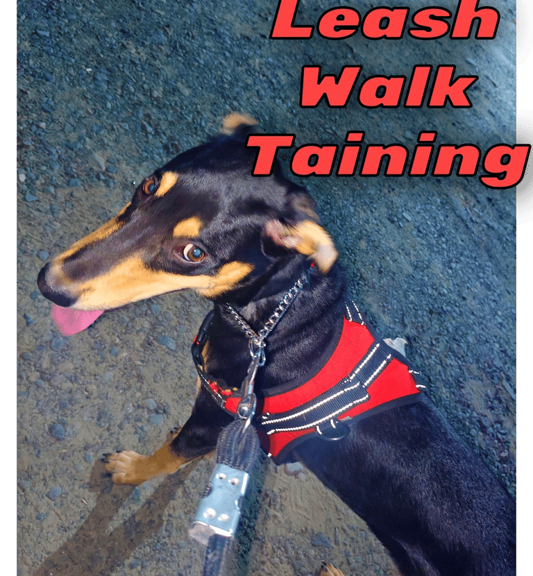 Leash walking dog training in gurgaon at gurgaondogtraining.in
