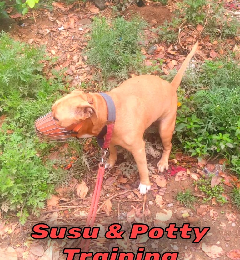 Potty & peet dog training in gurgaon at gurgaondogtraining.in