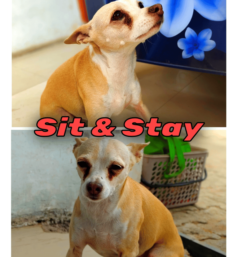 Sit & Stay dog training in gurgaon at gurgaondogtraining.in
